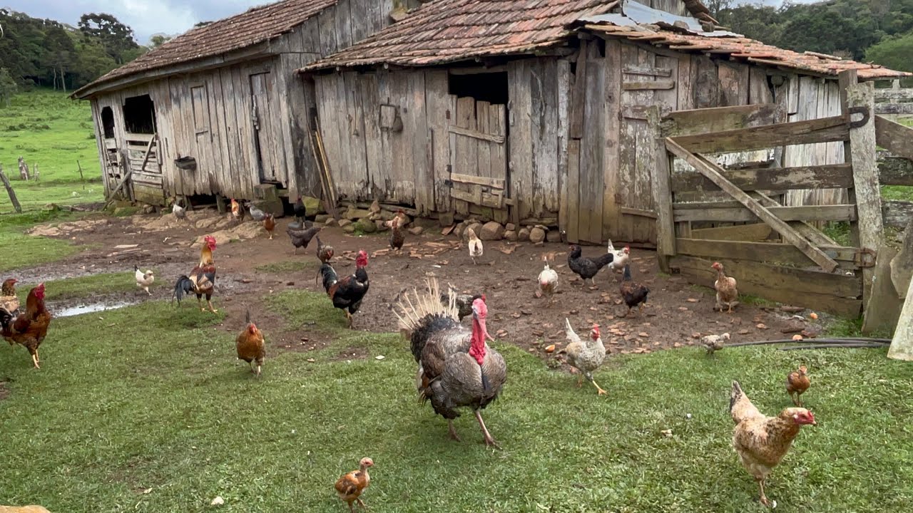 A VIDA NA ROÇA COM SEU VILMAR