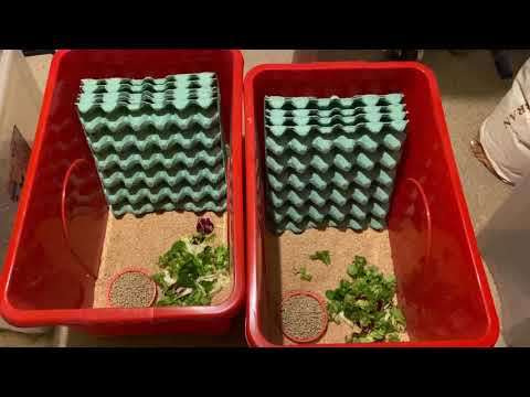 How to set-up  a Dubia Roach Colony