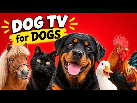 A Video Your Dog Will Love Watching 🐶 Dog TV
