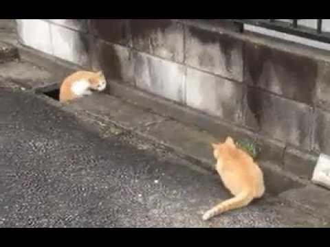 Cute cats chasing/tricking each other