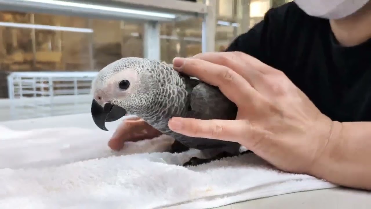 えとぴりかにヨウムが入店しました！！