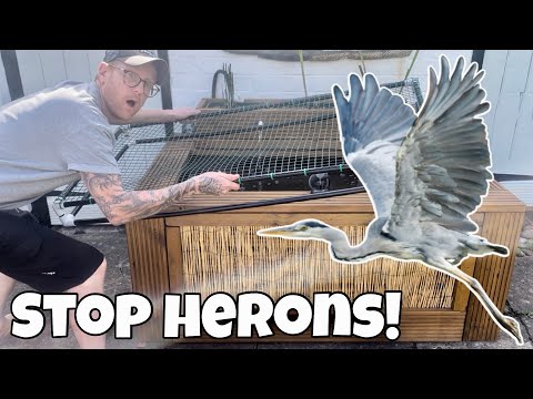 5 Ways to STOP HERON, Eating your Pond Fish!
