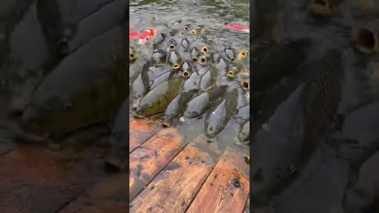 【閲覧注意】鯉たちの戦争