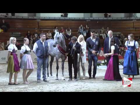 Wels 2016 - International Senior Stallions Championship - Prizegiving - 2nd place: n.74