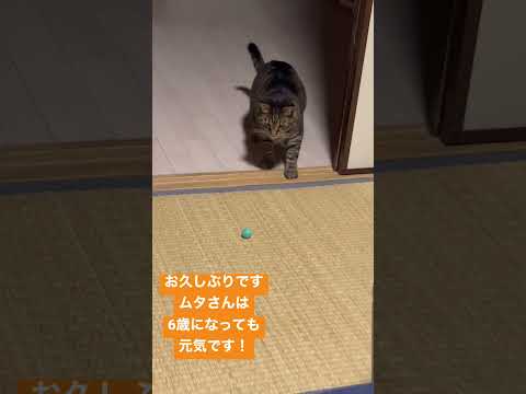 ワンコみたいな猫がキャッチボールがカワイイ