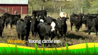 Ky Farms Feed Me - The Beef on Cattle