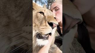 Kissing A Lion!