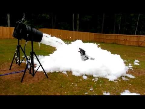 Foam Generator Testing ....With Dog...