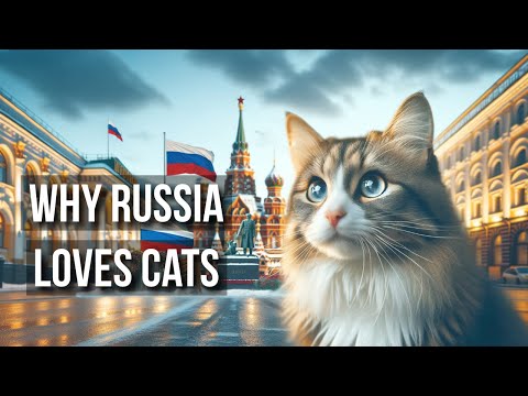 Why Russia Loves Cats