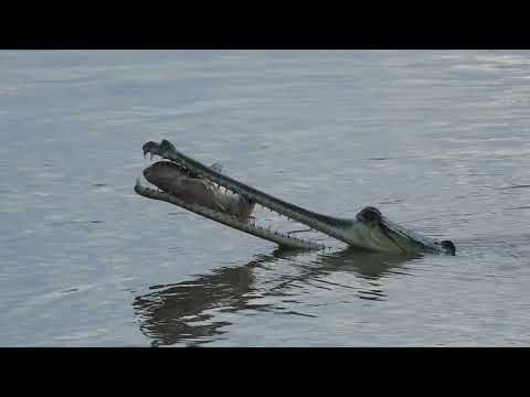 Crocodile eating a big fish alive