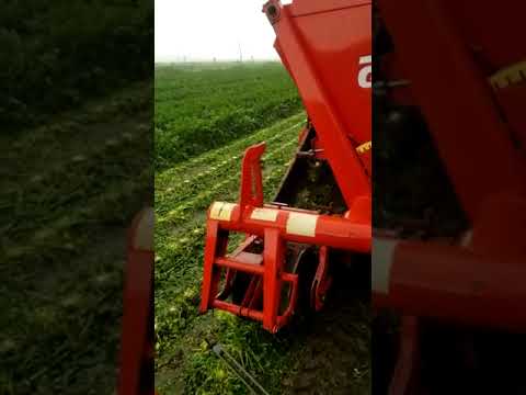 Zbiór selera korzeniowego w błocie