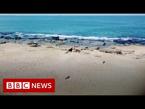 石油洩漏後，焦油球汙染了以色列的海岸 - BBC News (Tar globs pollute Israel's coast after oil spill - BBC News)