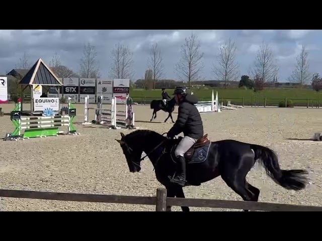 Jument BWP 6 ans par Jobenlensky Sitte