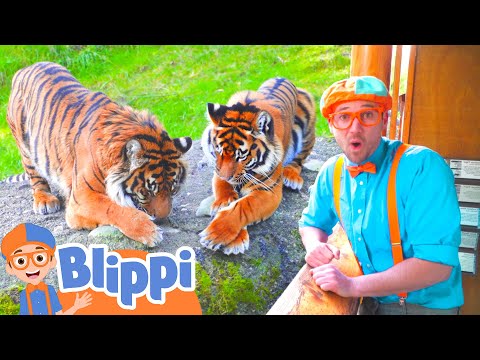 Blippi Visits Tigers and More! |  Blippi and Meekah Best Friend Adventures | Educational Videos