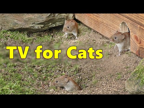 Cat TV ~ Mice Videos for Cats to Watch Extravaganza 🐭 Mouse Fun