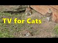 Cat TV Mice Videos For Cats To Watch Extravaganza Mouse Fun