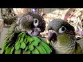 conure parakeet sounds for lonely birds to make them happy