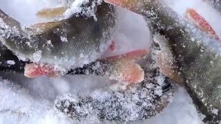 Рыбалка на реке чулым в здвинском районе