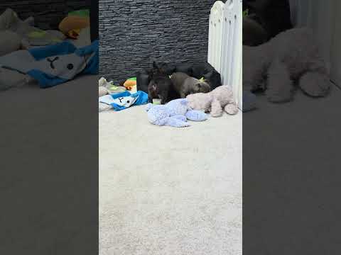 Video 5