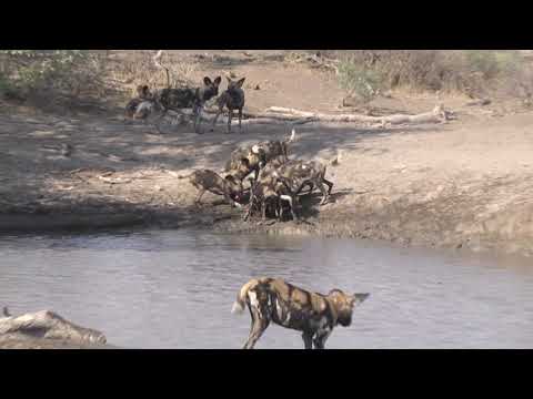 Wild Dog pups competing for food regurgitated by an adult.