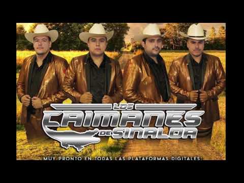 Lamberto Verdugo [ El Esterio ] _ Caimanes De Sinaloa en vivo