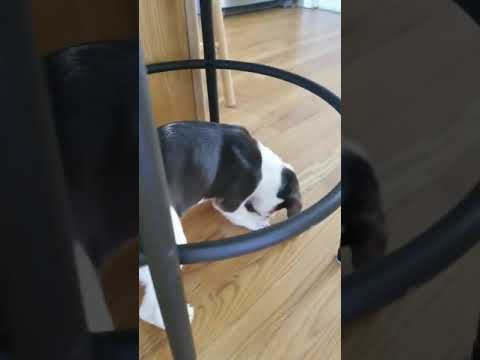 More playtime with Lanny