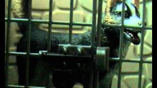 Born to Die - Episode 1 (Schleich dog movie)