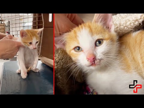 Kitten HIT BY CAR gets a SECOND CHANCE!