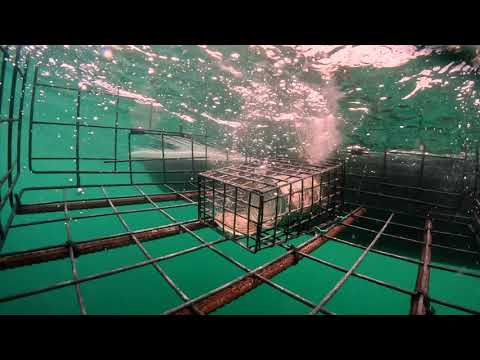 GoPro in crab trap. 1.1 THE DROP, Top Secrets of Crabbing / Crabs