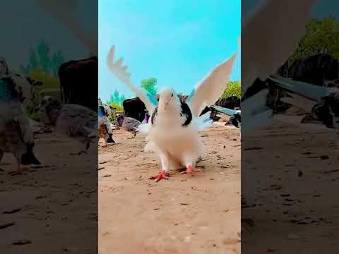 #pigeon#birds#pets#paravi