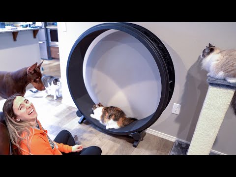 Our cats got an exercise wheel | One Fast Cat