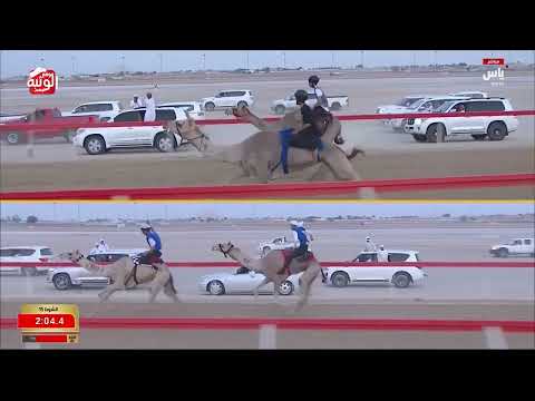 ش 15 (شوشرة) لـ محمد عمير علي الراشدي 3:12:16 ، ختامي الوثبة 2026/05/17 السباق التراثي  