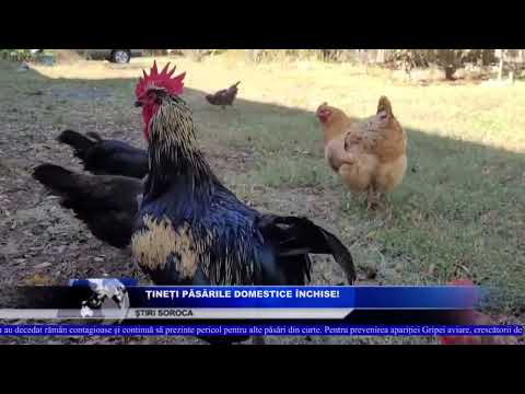 ȚINEȚI PĂSĂRILE DOMESTICE ÎNCHISE!