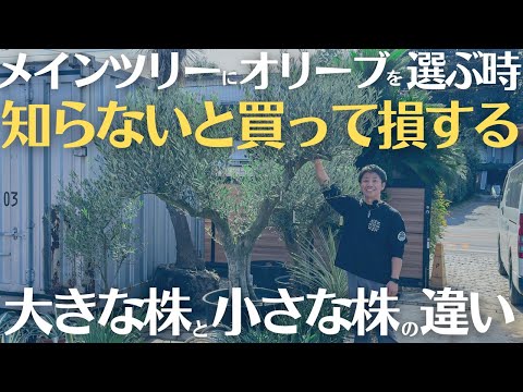 冬のオリーブの木に最適なマルチは何ですか?庭師のためのヒントとコツ  庭園