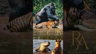 Download lagu 4 binatang buas saling bertarung memperebutkan wilayah King Kong vs macan loreng dan buaya vs hyena mp3