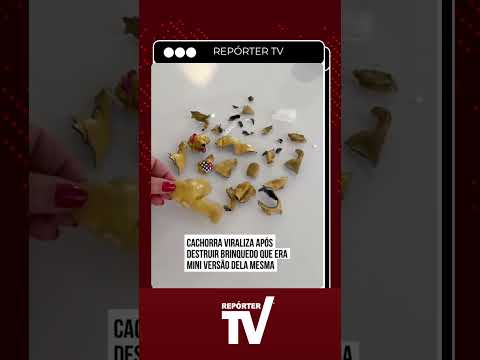 Ciúmes de pet? Margot destrói brinquedo feito sob medida em poucos segundos