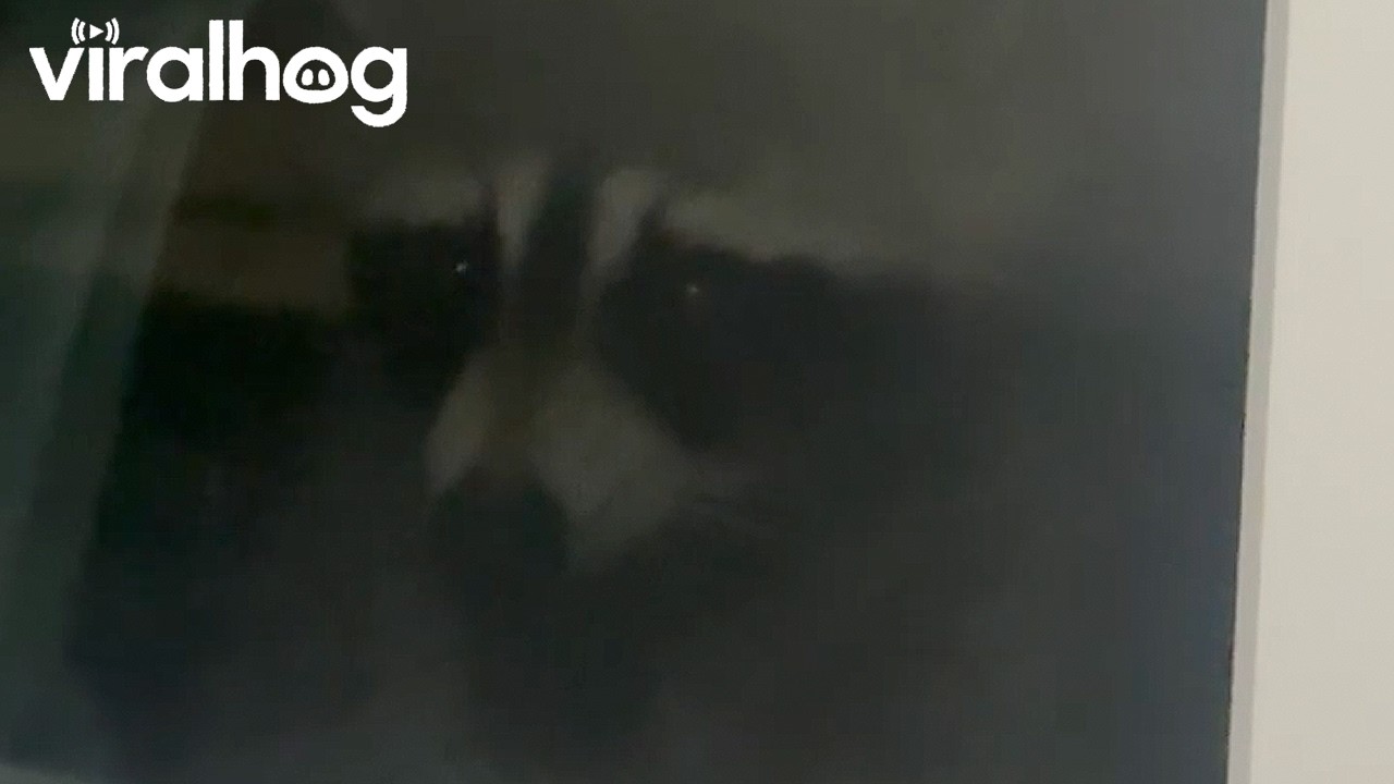 Raccoon Visits Bedroom Window || ViralHog