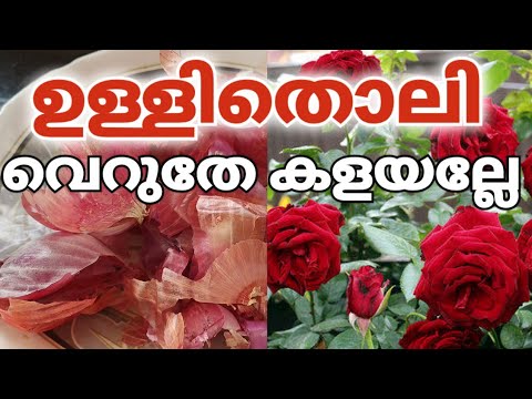 3 Ways to make Onionpeel Fertilizer l Growth booster l easy cheap homemade fertilizer for all plants