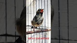 Download lagu SUARA KHAS KEMADE JAWA DI ALAM LIAR mp3 Download lagu SUARA KHAS KEMADE JAWA DI ALAM LIAR mp3