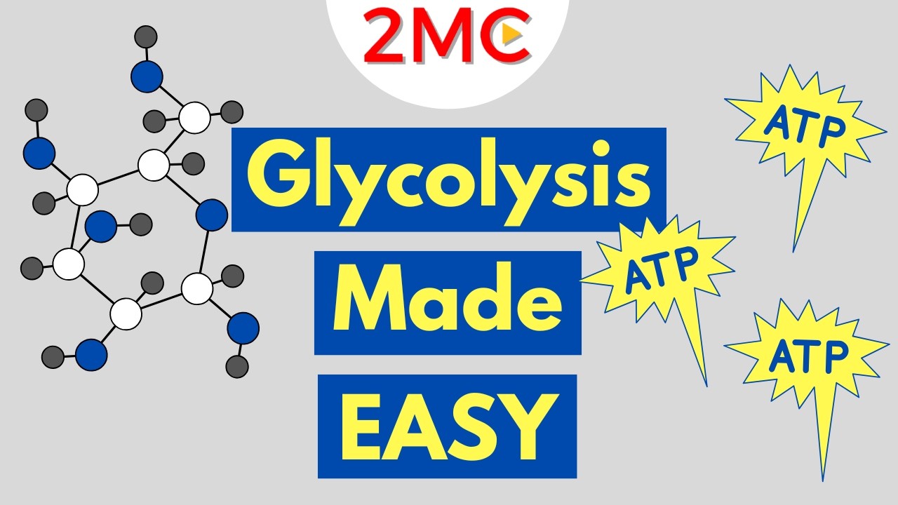 Glycolysis Simplified | Cellular Respiration Step 1 - YouTube