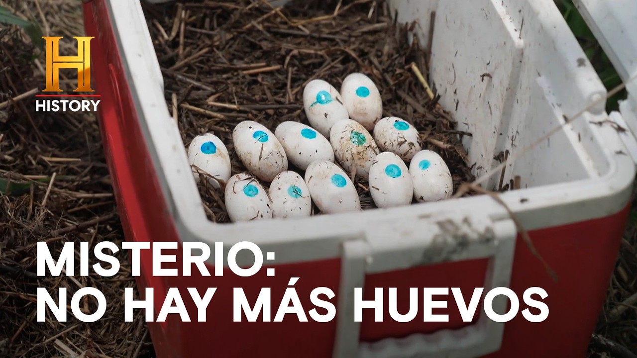 ¿Dónde están los Nidos de Caimán? 🐊🥚 - MISTERIOS DEL PANTANO
