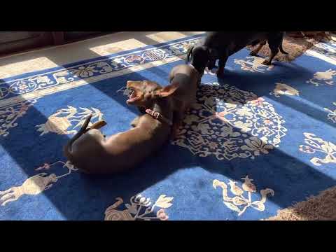 5 month old chocolate dachshund pups playing (sisters)