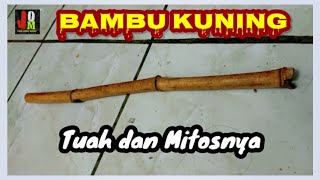 Download lagu Bambu Kuning tuah dan mitosnya mp3 Download lagu Bambu Kuning tuah dan mitosnya mp3