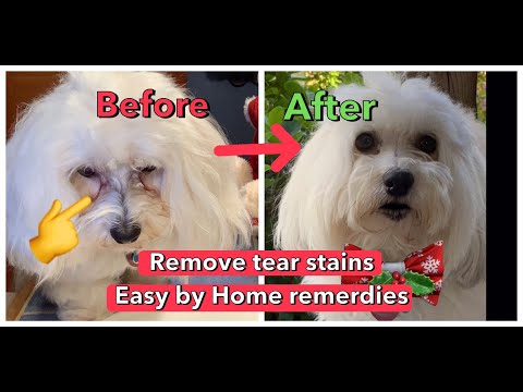 4 Tips!  Home Remedies How to Remove tear stains for Dogs, Cats and all pets, Easy and works!