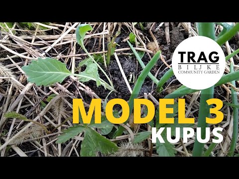 WHERE WHEN AND HOW TO PLANT CABBAGE - MODEL 3 (2021) [TRACE OF THE PLANT]