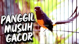 Download lagu PANCINGAN MURAI BATU MALAM HARI AMPUH bikin EMOSI MURAI MANAPUN AUTO IKUT BUNYI #05 mp3 Download lagu PANCINGAN MURAI BATU MALAM HARI AMPUH bikin EMOSI MURAI MANAPUN AUTO IKUT BUNYI #05 mp3