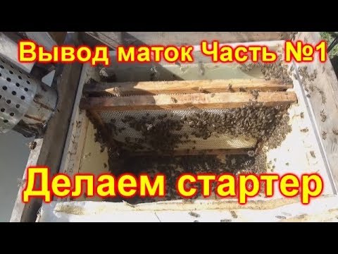 Вывод маток без стартера