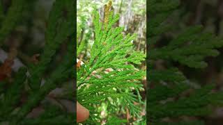 HEALING TIME in forest