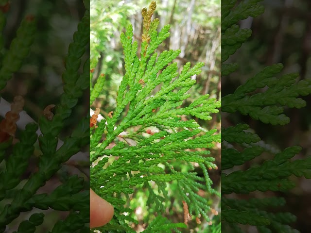 HEALING TIME in forest