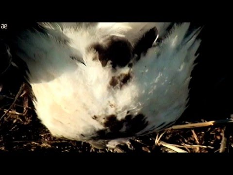 The original Montana Osprey cam see baby osprey hatching. 06/27/15 **Change video setting to HD**
